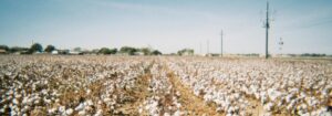 cotton